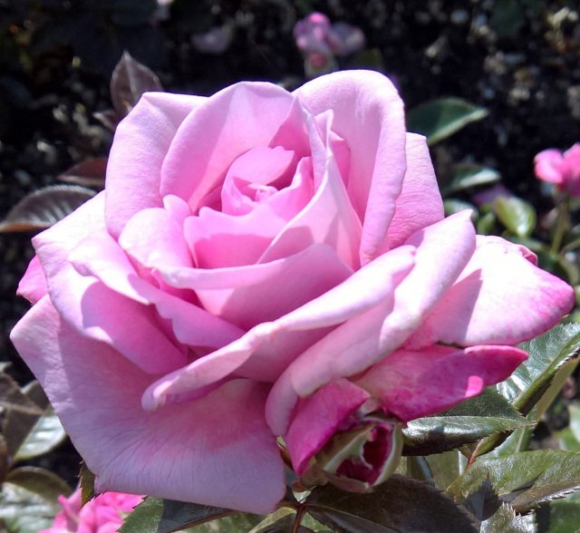Perfumed Kiss — Select Roses